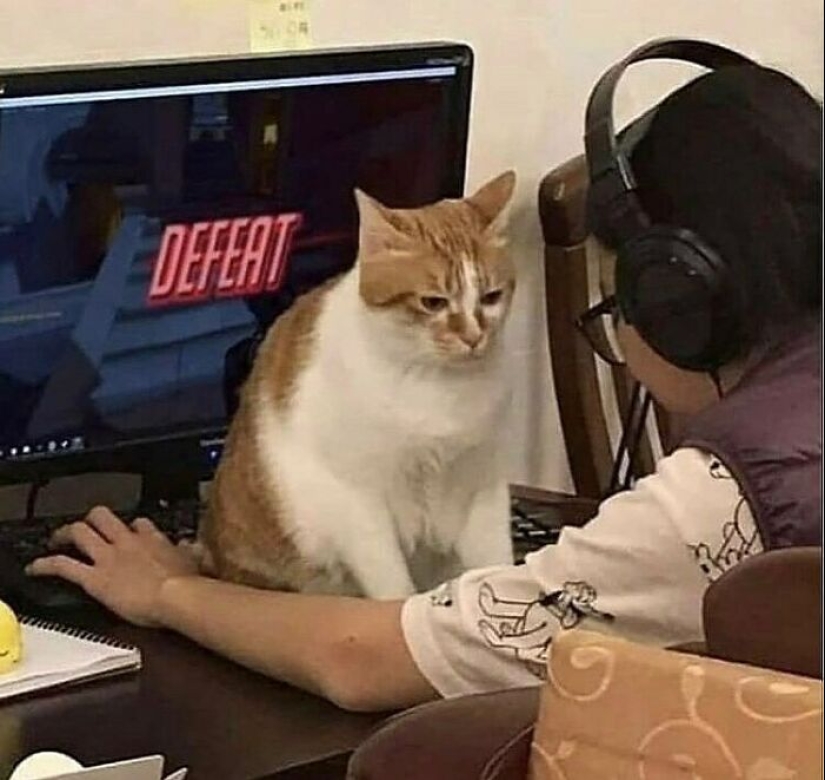 10 fotos de gatos desquiciados que no requieren contexto para ser disfrutadas 10 fotos de gatos desquiciados que no requieren contexto para ser disfrutadas