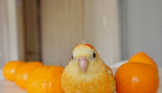 10 fotos divertidas de animales que tienen un extraño parecido con los alimentos 10 fotos divertidas de animales que tienen un extraño parecido con los alimentos