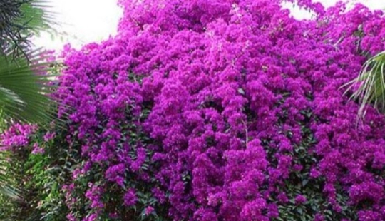 10 Heavenly Photos Of Gardens That Were Shared By This Instagram Account