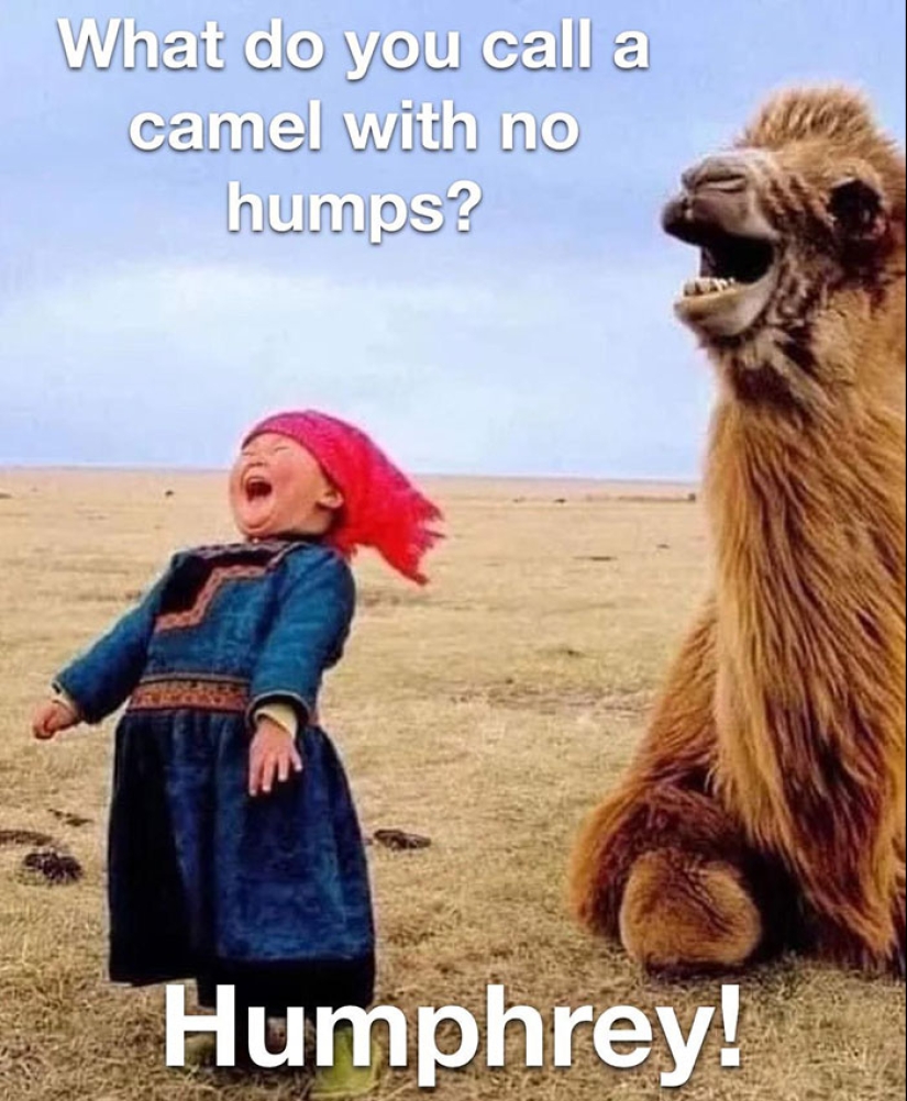 10 Hump Day Memes That Perfectly Describe Your Wednesday