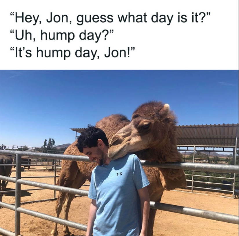 10 Hump Day Memes That Perfectly Describe Your Wednesday