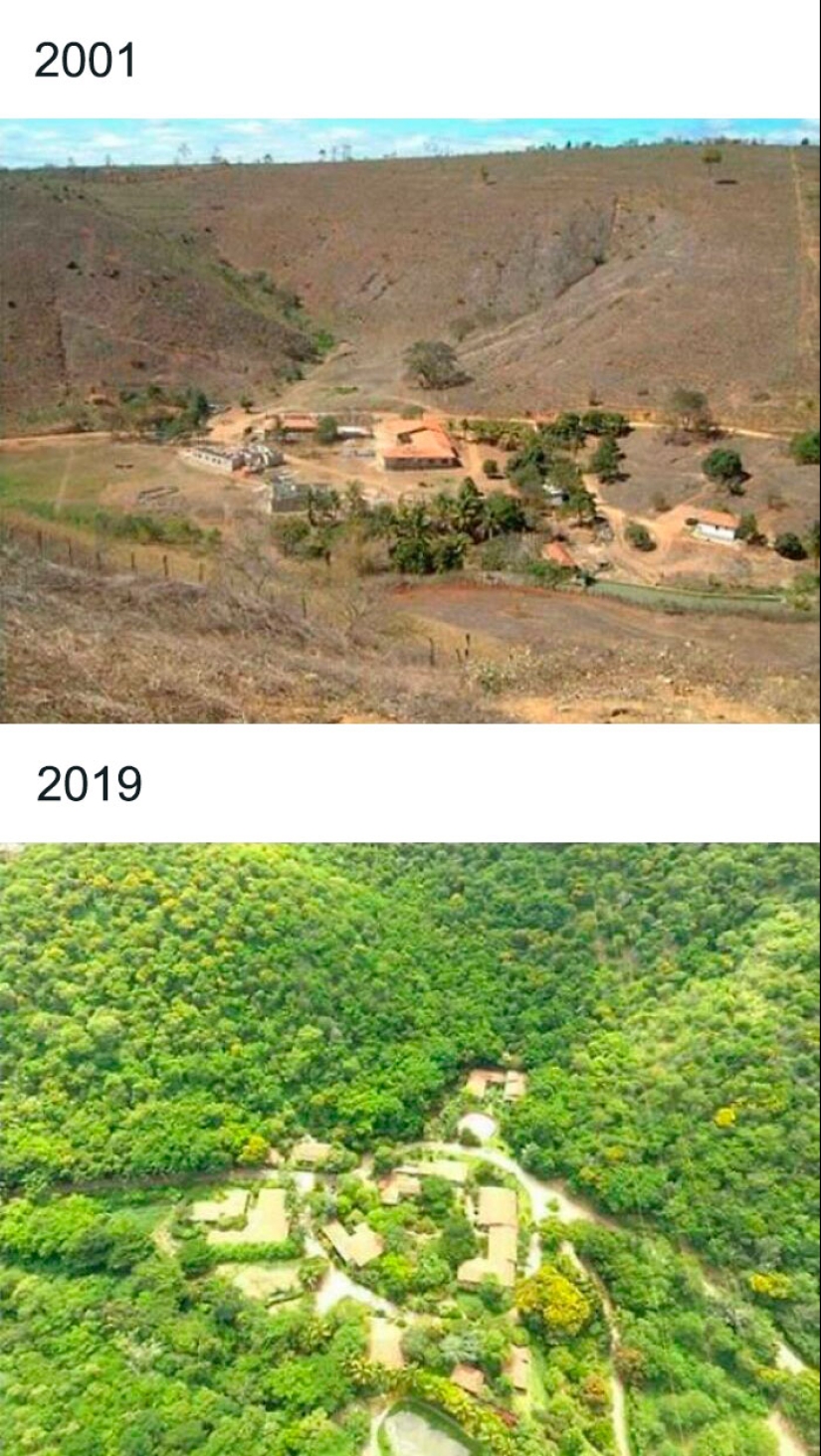 10 impresionantes fotografías de árboles que crecen y hacen que los espacios sean más verdes 10 impresionantes fotografías de árboles que crecen y hacen que los espacios sean más verdes