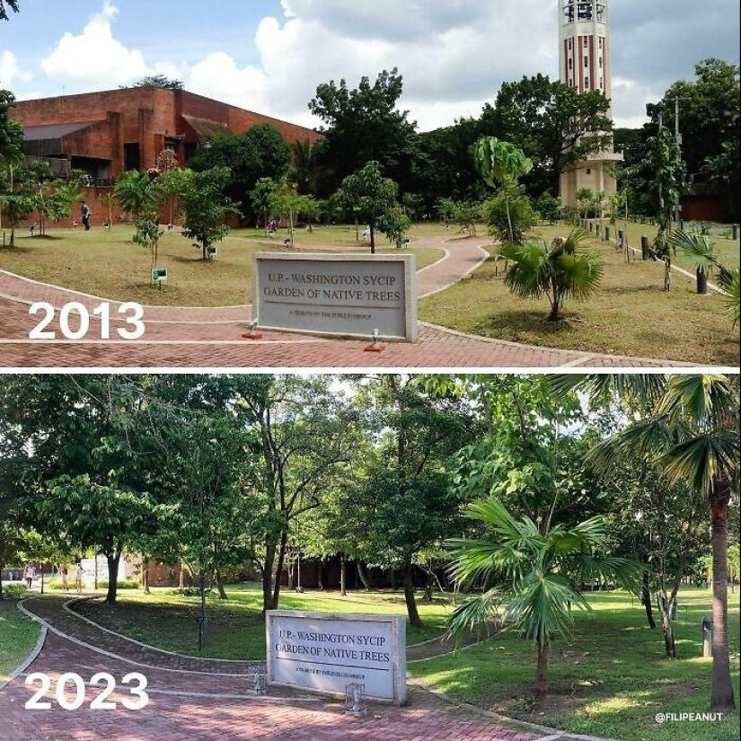 10 impresionantes fotografías de árboles que crecen y hacen que los espacios sean más verdes 10 impresionantes fotografías de árboles que crecen y hacen que los espacios sean más verdes