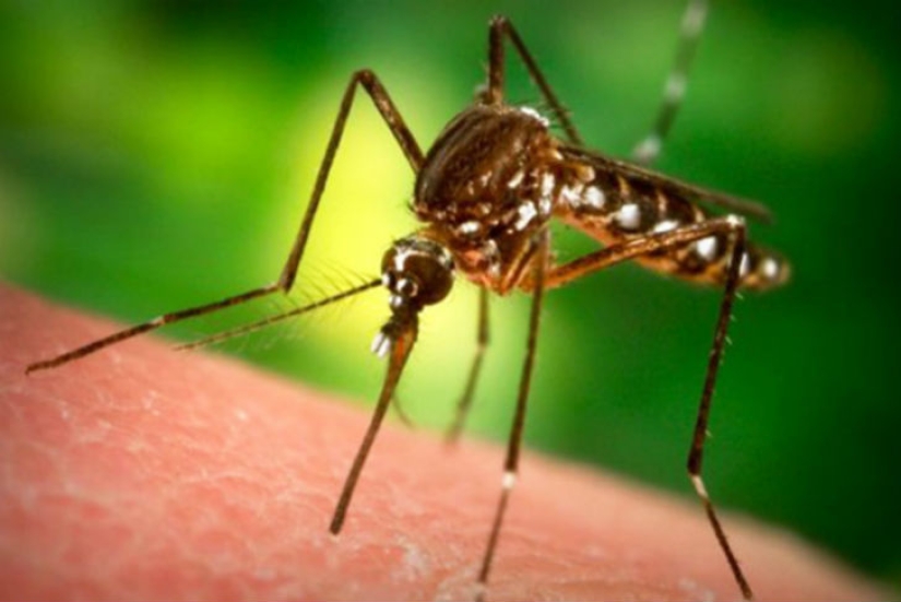 10 killer scents from mosquitoes