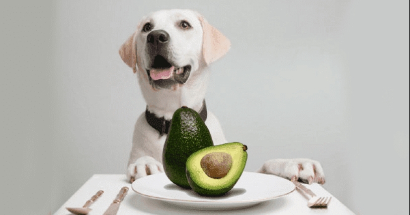 10 Little-Known and Unexpected Facts About Avocados 10 Little-Known and Unexpected Facts About Avocados