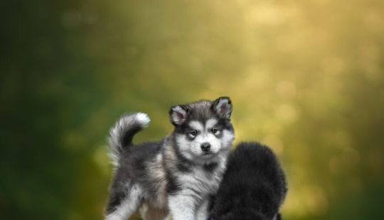 10 Of The Best All Time Images From The International Dog Photography Awards 10 Of The Best All Time Images From The International Dog Photography Awards