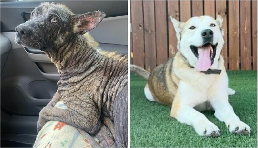 10 perros antes y después de ser rescatados de diversas adversidades