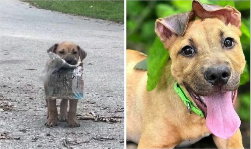 10 perros antes y después de ser rescatados de diversas adversidades