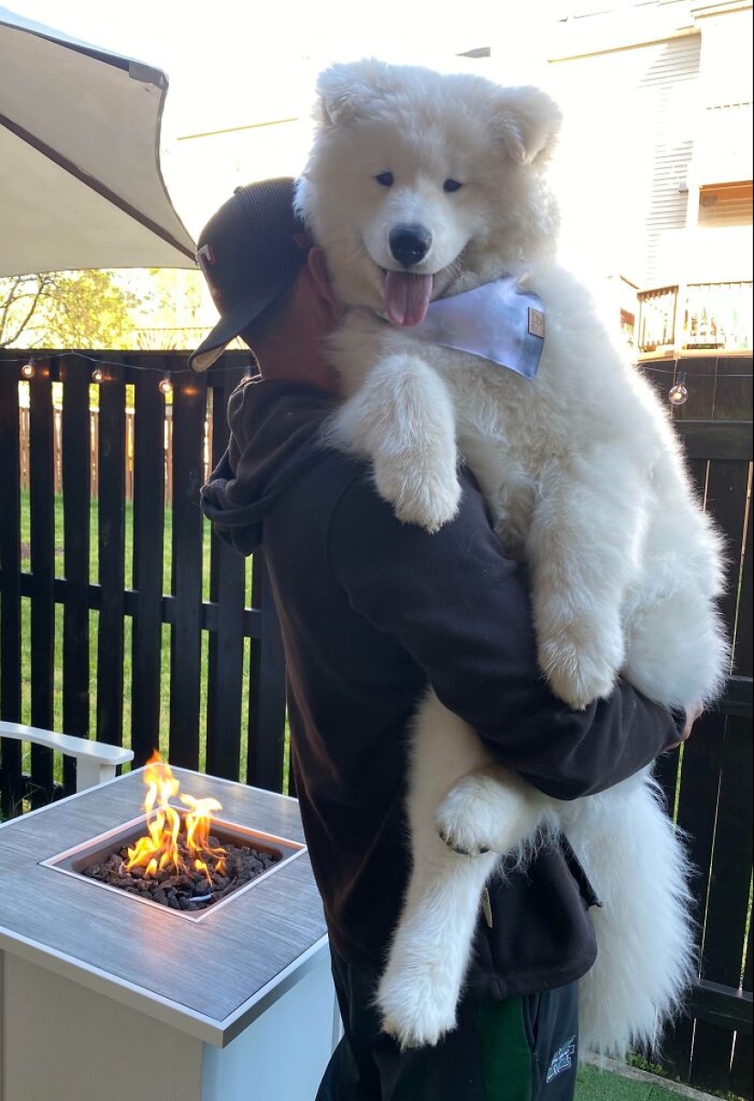 10 perros que son unidades absolutas y no saben qué tan grandes son