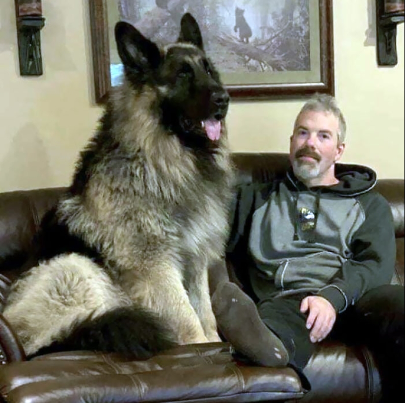 10 perros que son unidades absolutas y no saben qué tan grandes son