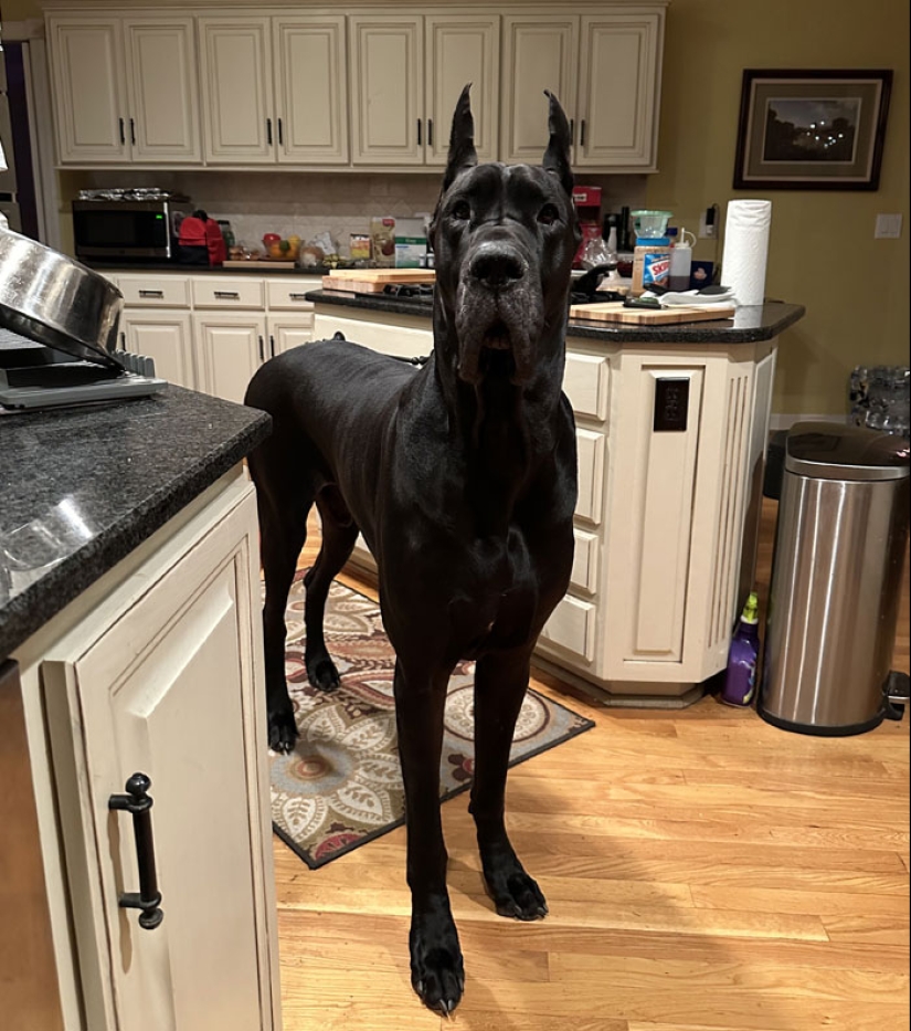 10 perros que son unidades absolutas y no saben qué tan grandes son