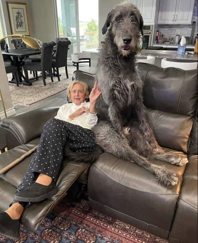 10 perros que son unidades absolutas y no saben qué tan grandes son