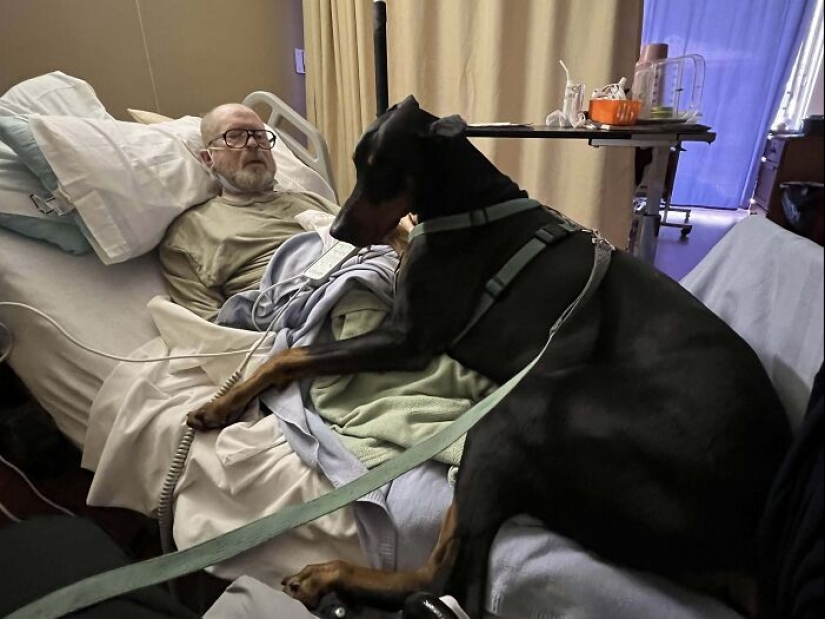 10 perros que son unidades absolutas y no saben qué tan grandes son