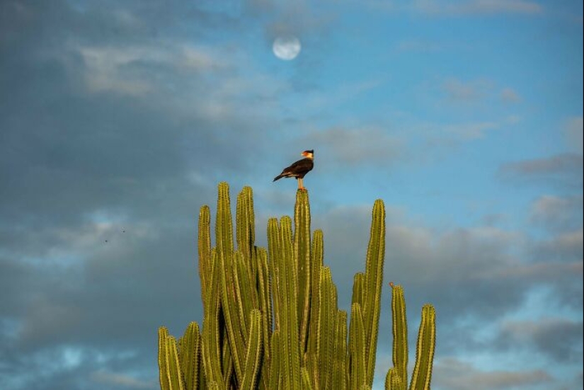 10 Photos That Tell A Story About Tragic Events And Different Cultures Captured By Antonio Cascio