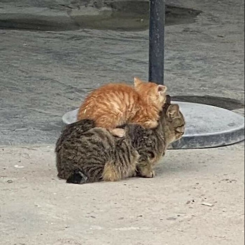 10 Pics Of Animals Being Their Hilarious Selves To Make Your Day 10 Pics Of Animals Being Their Hilarious Selves To Make Your Day