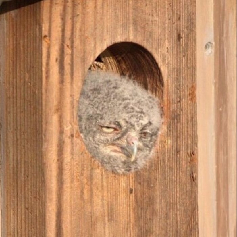 10 Pics Of Animals Being Their Hilarious Selves To Make Your Day 10 Pics Of Animals Being Their Hilarious Selves To Make Your Day