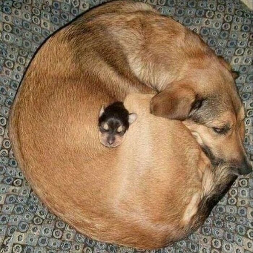 10 Pics Of Animals Being Their Hilarious Selves To Make Your Day 10 Pics Of Animals Being Their Hilarious Selves To Make Your Day