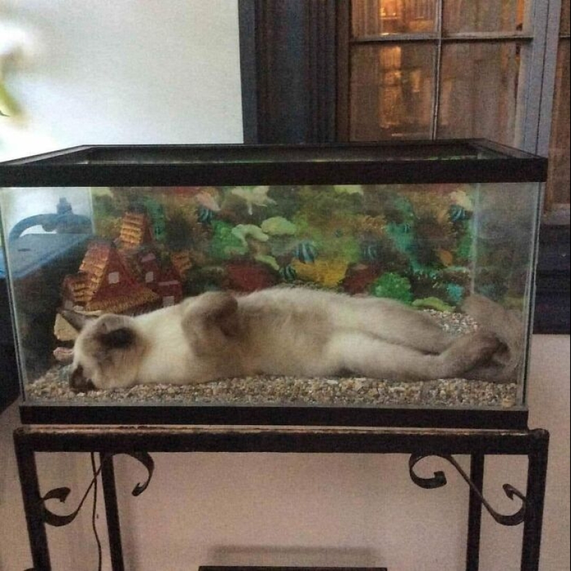 10 Pics Of Animals Being Their Hilarious Selves To Make Your Day 10 Pics Of Animals Being Their Hilarious Selves To Make Your Day