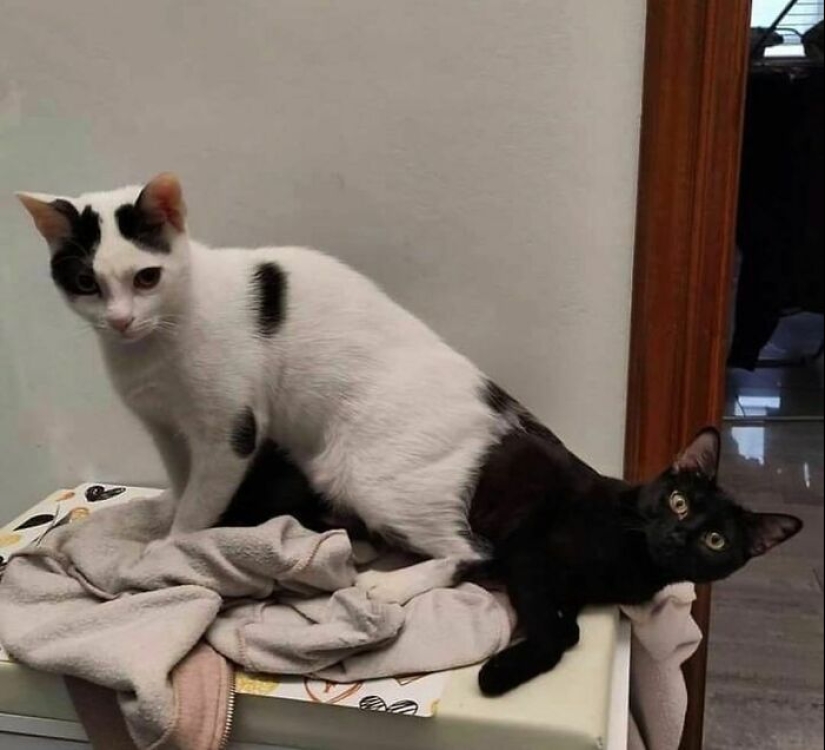 10 Pics Of Animals Being Their Hilarious Selves To Make Your Day 10 Pics Of Animals Being Their Hilarious Selves To Make Your Day