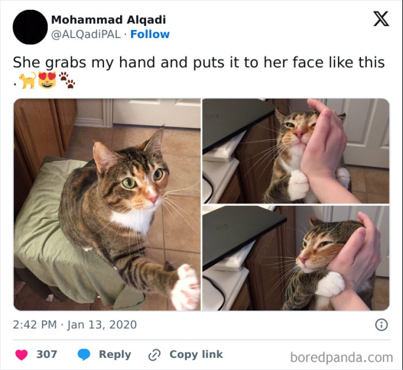 10 Times Animal Pics Were Just Perfect For Memes