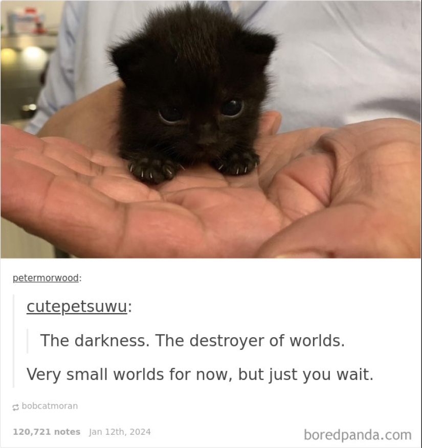 10 Times Animal Pics Were Just Perfect For Memes