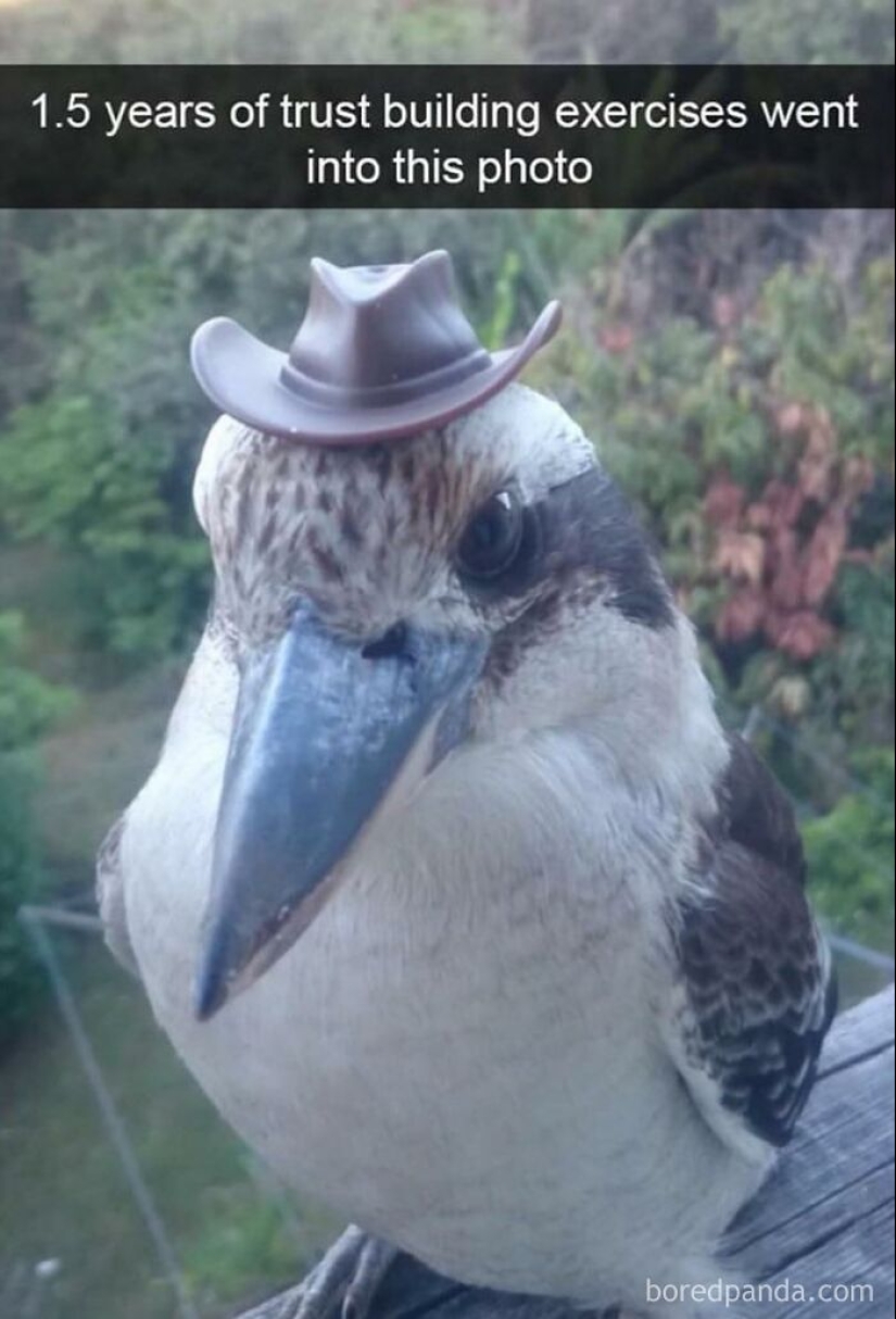 10 Times Animal Pics Were Just Perfect For Memes