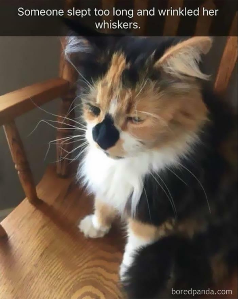 10 Times Animal Pics Were Just Perfect For Memes