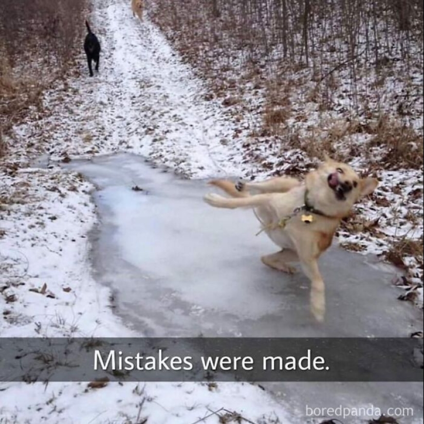 10 Times Animal Pics Were Just Perfect For Memes