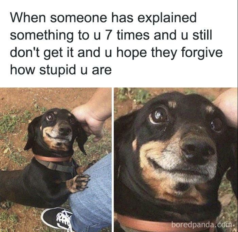 10 Times Animal Pics Were Just Perfect For Memes