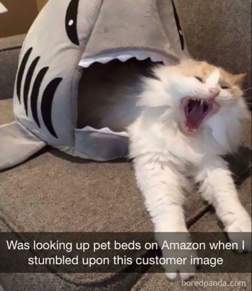 10 Times Animal Pics Were Just Perfect For Memes