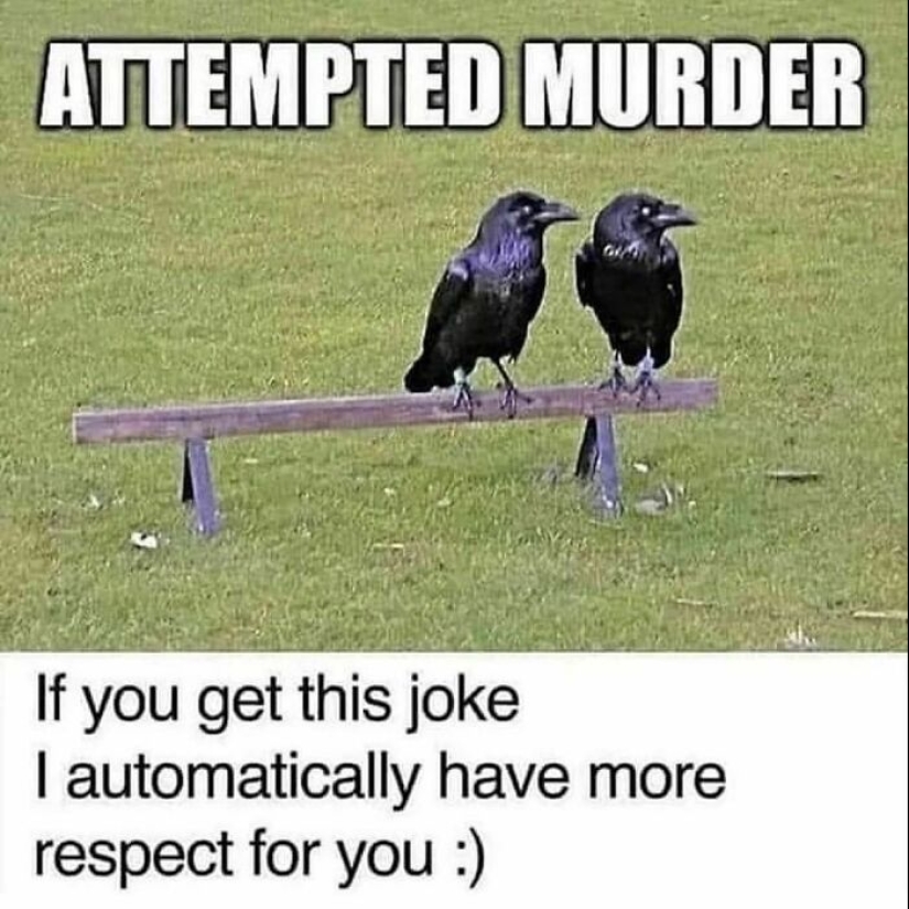 10 Times Animals Were The Perfect Meme Format, As Shared On This Instagram Page