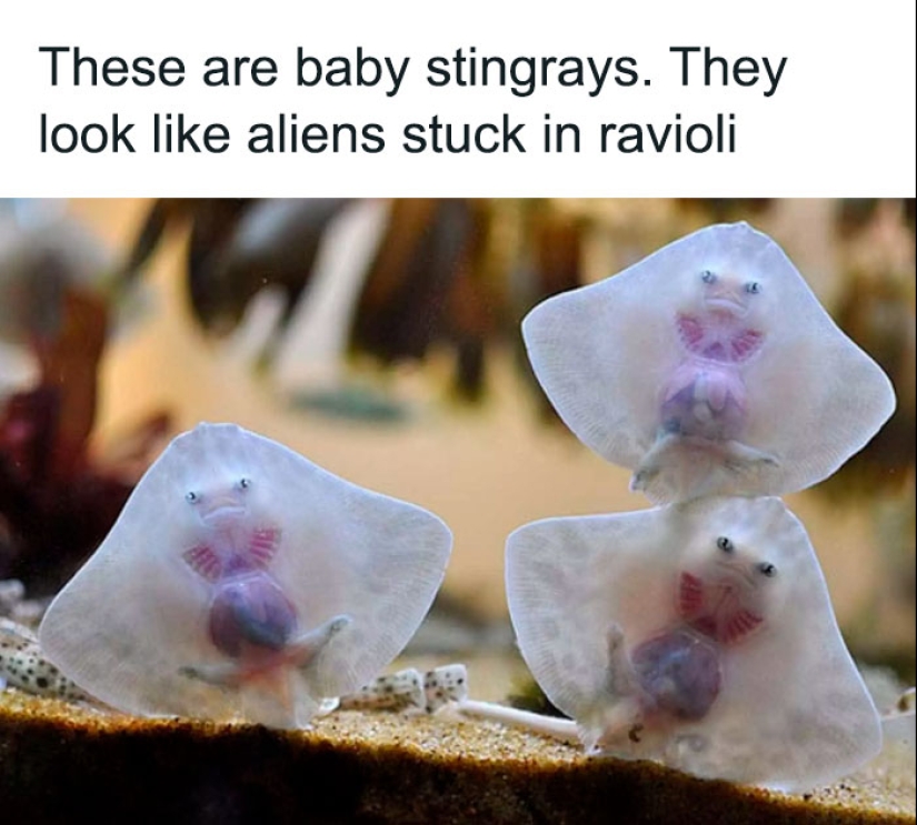 10 Times Animals Were The Perfect Meme Format, As Shared On This Instagram Page