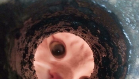 10 Times Animals Were Being So Cute, People Just Had To Snap A Pic