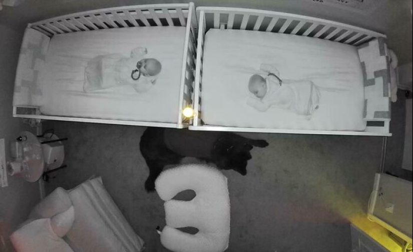 10 Times Animals Were Being So Cute, People Just Had To Snap A Pic