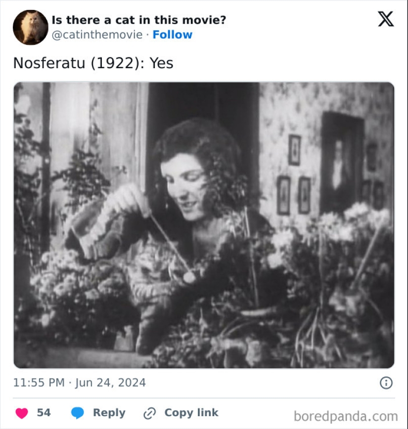 10 Times Cats Were Spotted In A Movie, Uncovered By This Account 10 Times Cats Were Spotted In A Movie, Uncovered By This Account