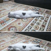 10 Times People Captured Their Cats Losing Their Single Brain Cell