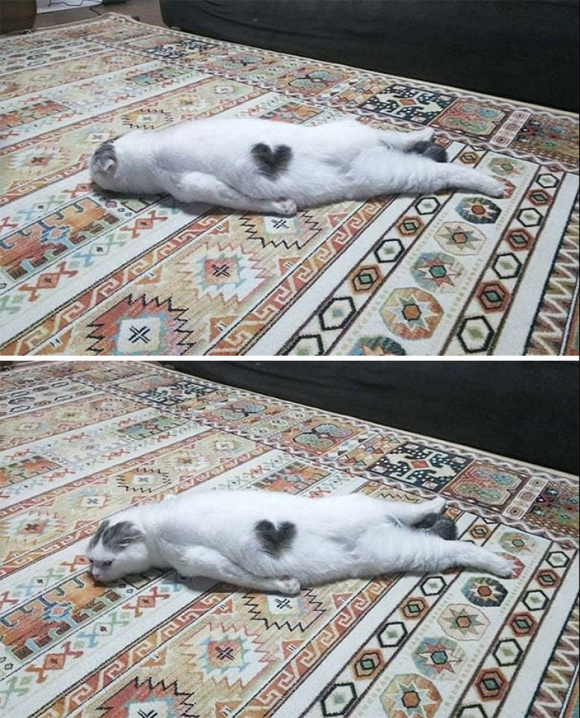 10 Times People Captured Their Cats Losing Their Single Brain Cell