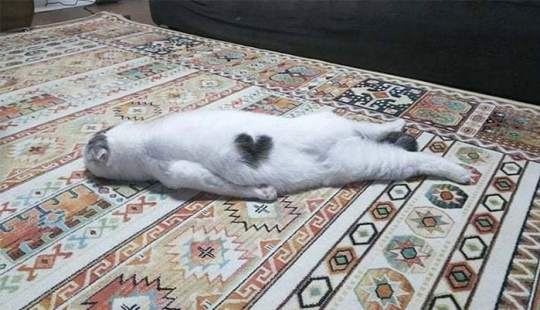 10 Times People Captured Their Cats Losing Their Single Brain Cell