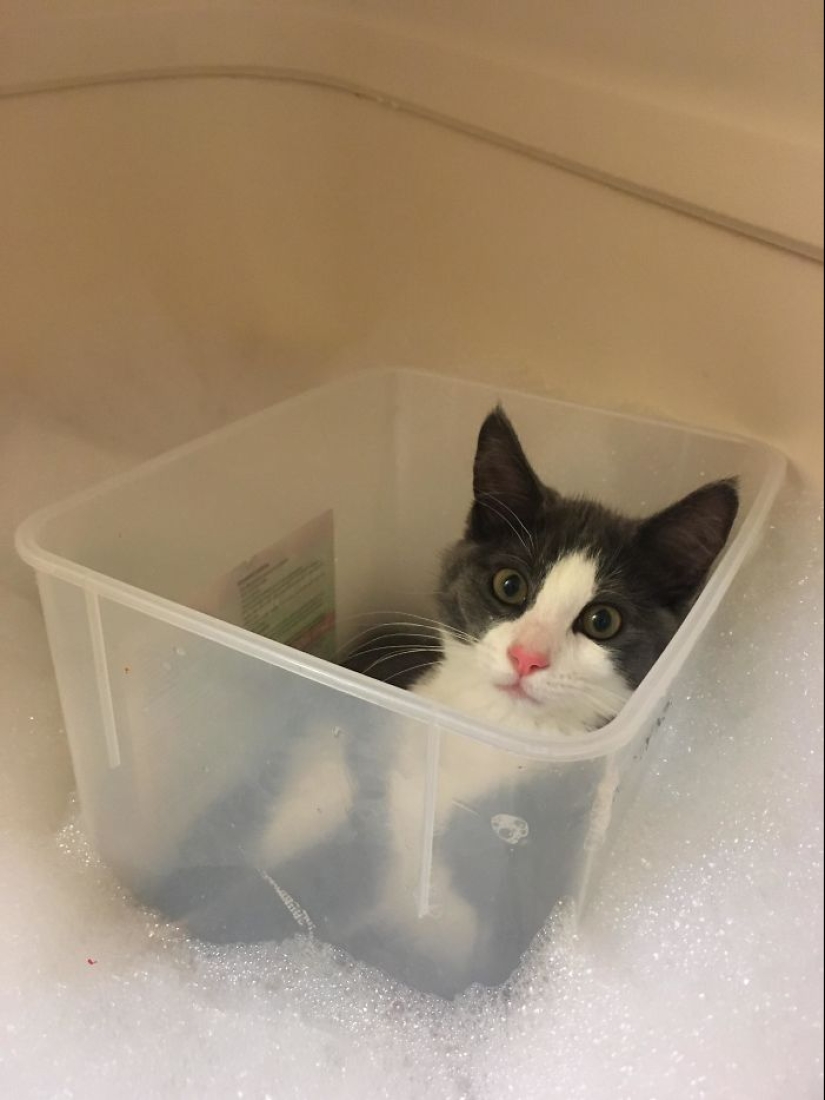 10 Times People Captured Their Cats Losing Their Single Brain Cell