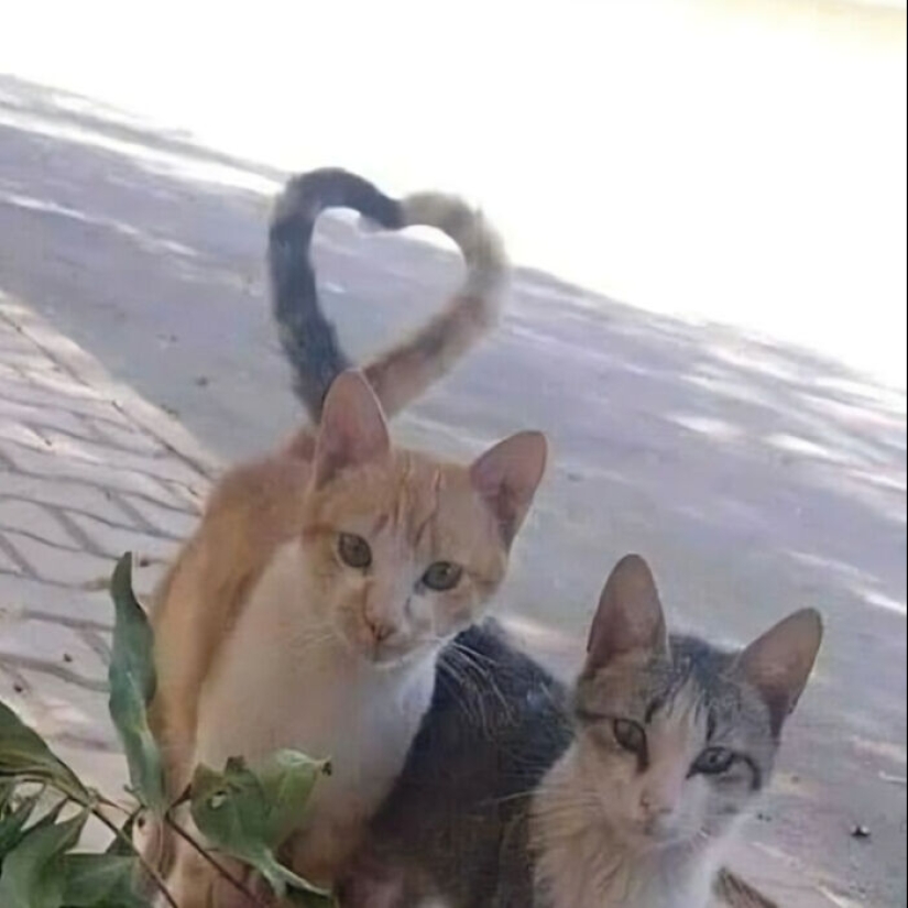 10 Unhinged Cat Pics That Require No Context To Be Enjoyed 10 Unhinged Cat Pics That Require No Context To Be Enjoyed