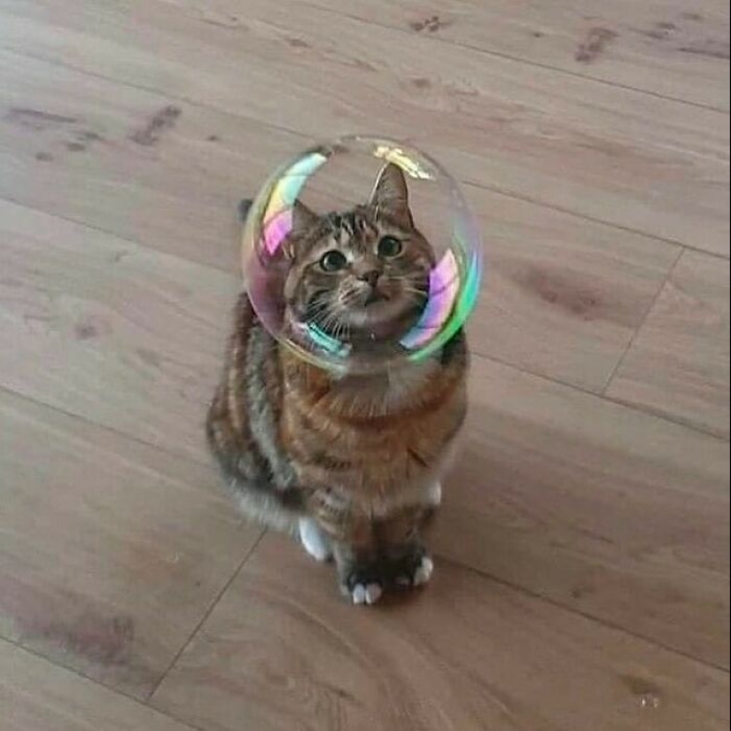 10 Unhinged Cat Pics That Require No Context To Be Enjoyed 10 Unhinged Cat Pics That Require No Context To Be Enjoyed