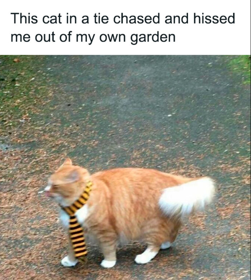 10 Unhinged Cat Pics That Require No Context To Be Enjoyed 10 Unhinged Cat Pics That Require No Context To Be Enjoyed