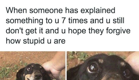10 veces las fotos de animales fueron perfectas para los memes