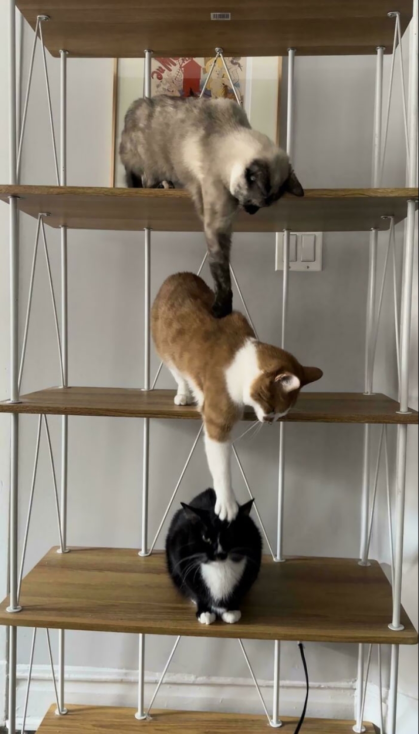 10 veces que los animales se portaron tan lindos que la gente solo tuvo que tomar una foto 10 veces que los animales se portaron tan lindos que la gente solo tuvo que tomar una foto