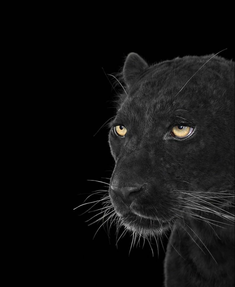 11 Captivating Studio Portraits Of Wild Animals Captured By Brad Wilson