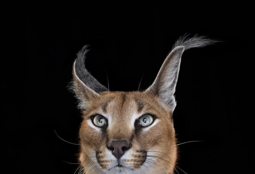 11 Captivating Studio Portraits Of Wild Animals Captured By Brad Wilson