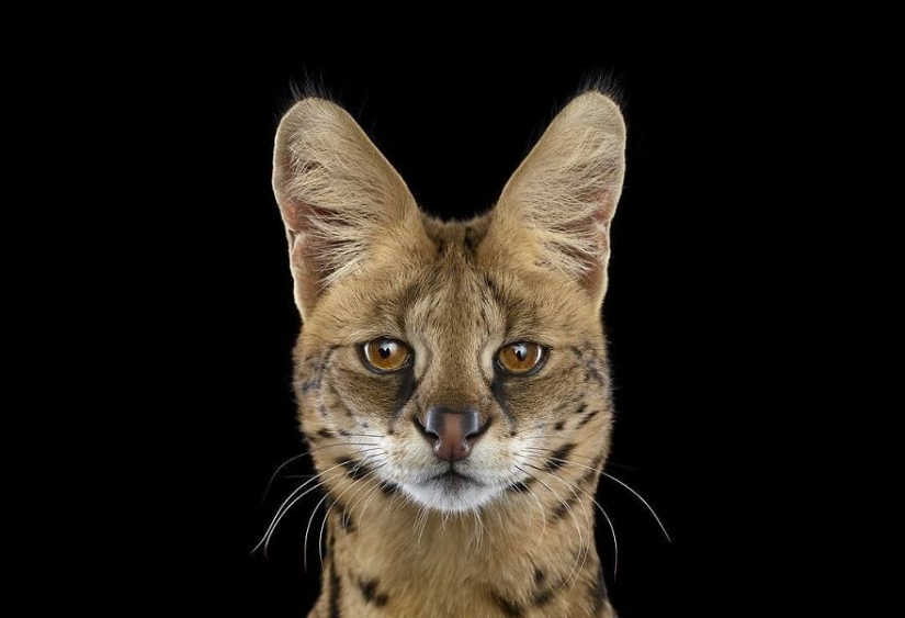 11 Captivating Studio Portraits Of Wild Animals Captured By Brad Wilson