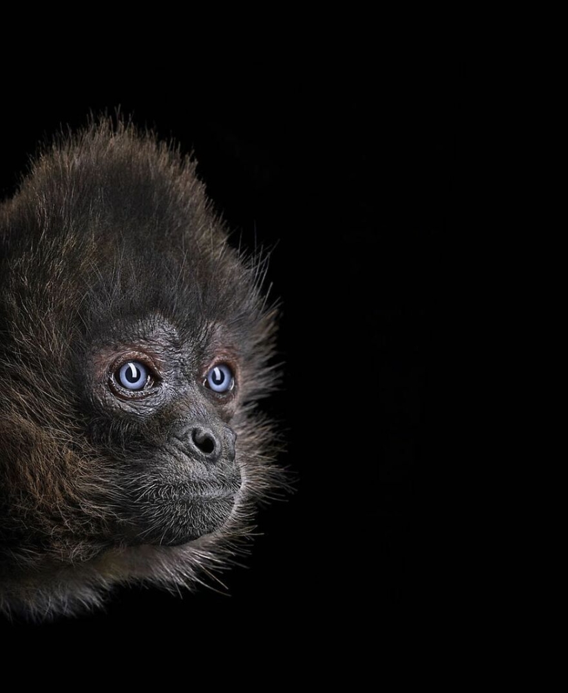 11 Captivating Studio Portraits Of Wild Animals Captured By Brad Wilson