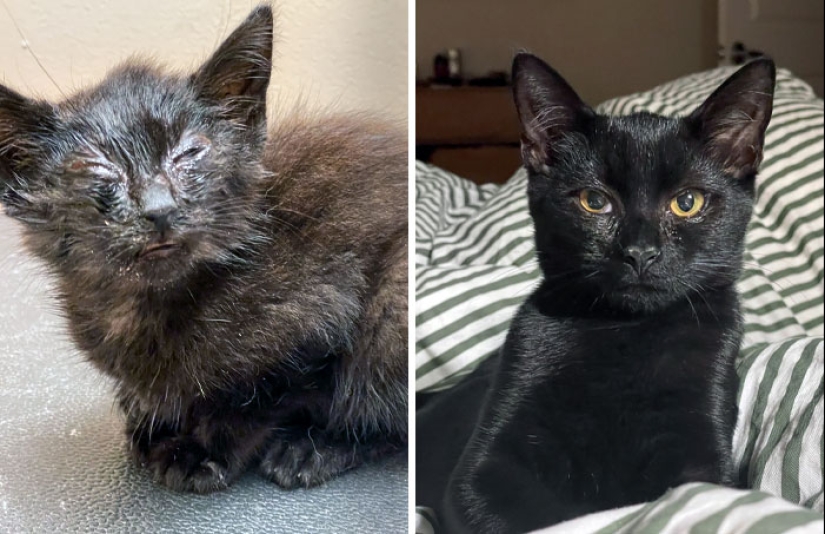 11 Cats Who Got A Second Chance At Life And Their Amazing Transformations