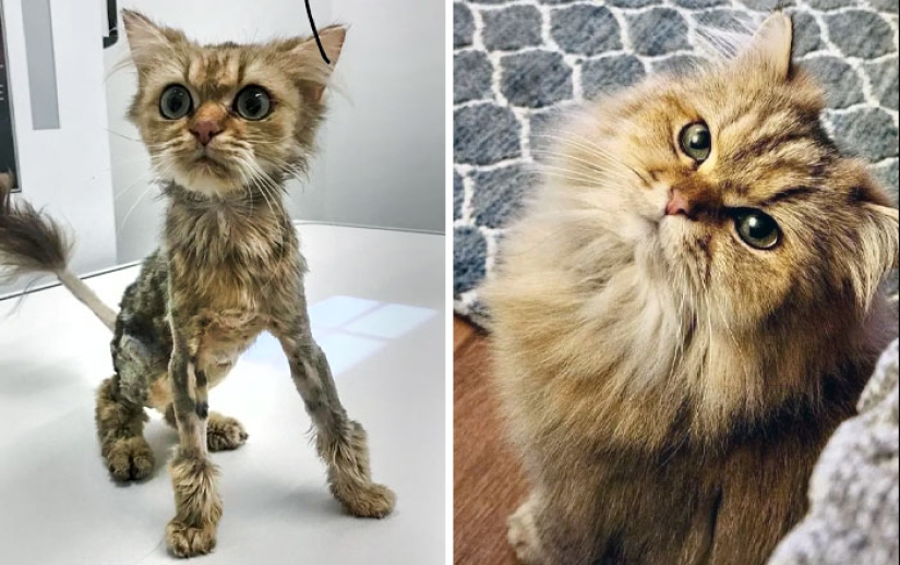 11 Cats Who Got A Second Chance At Life And Their Amazing Transformations